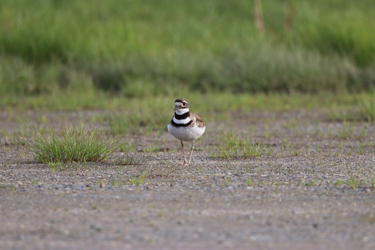 Killdeer - Scott Glosserman