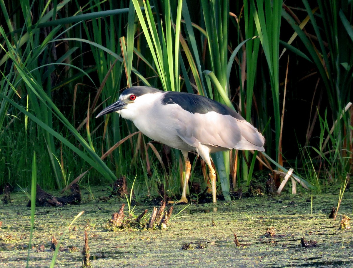 Black-crowned Night Heron - Mark Nisbet