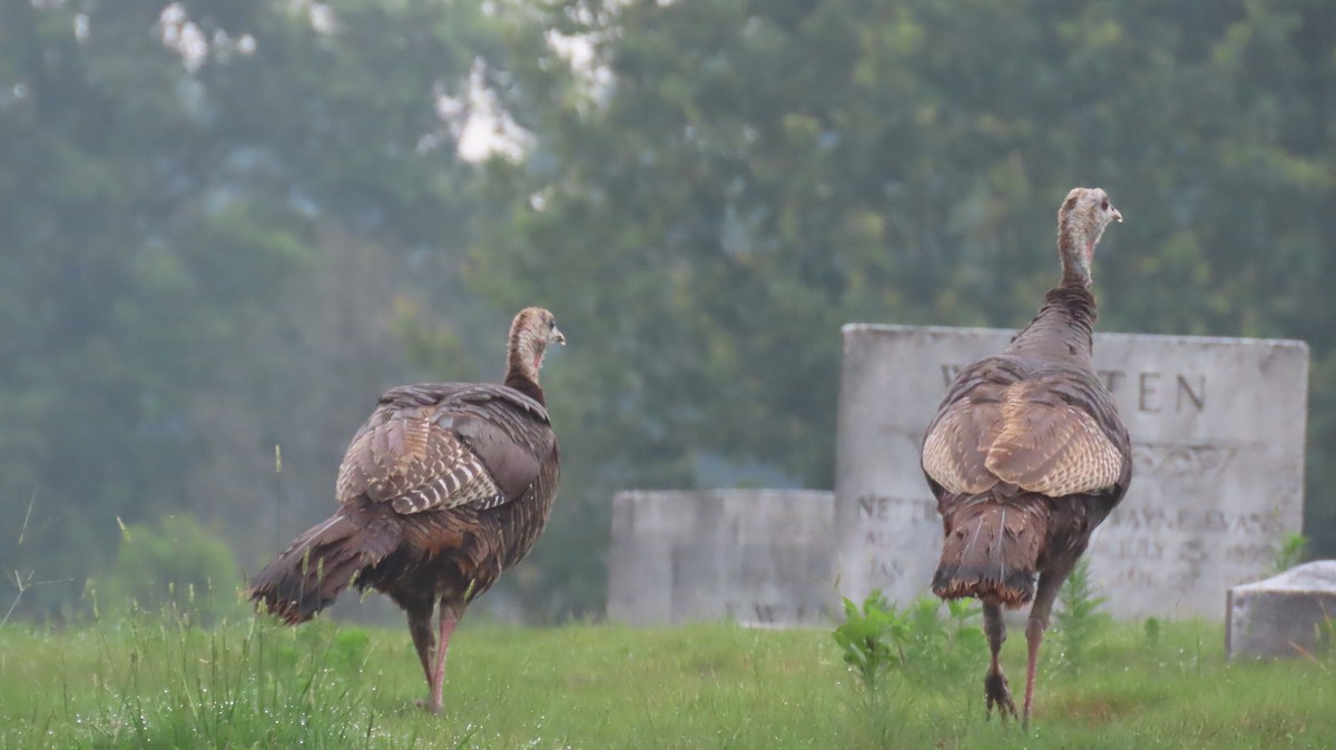 Wild Turkey - ML591374281