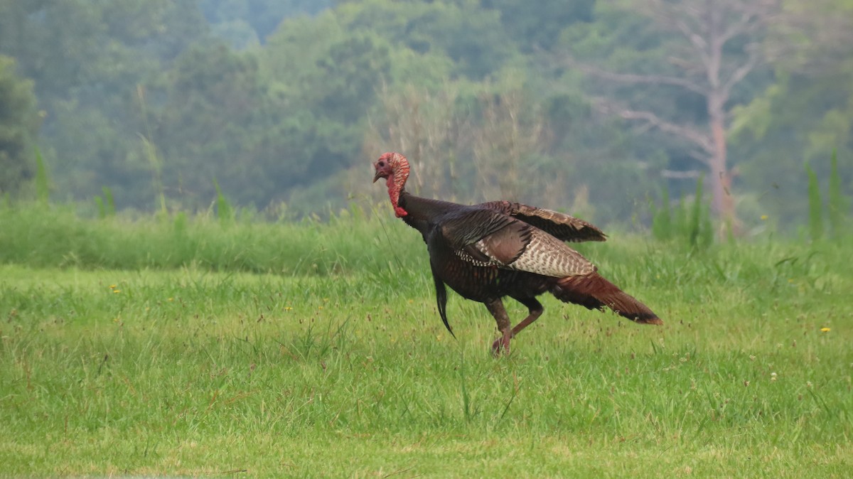 Wild Turkey - ML591374291