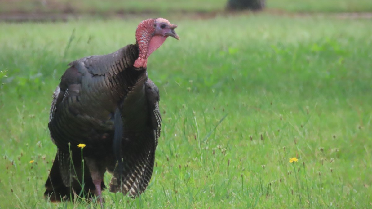 Wild Turkey - ML591374301