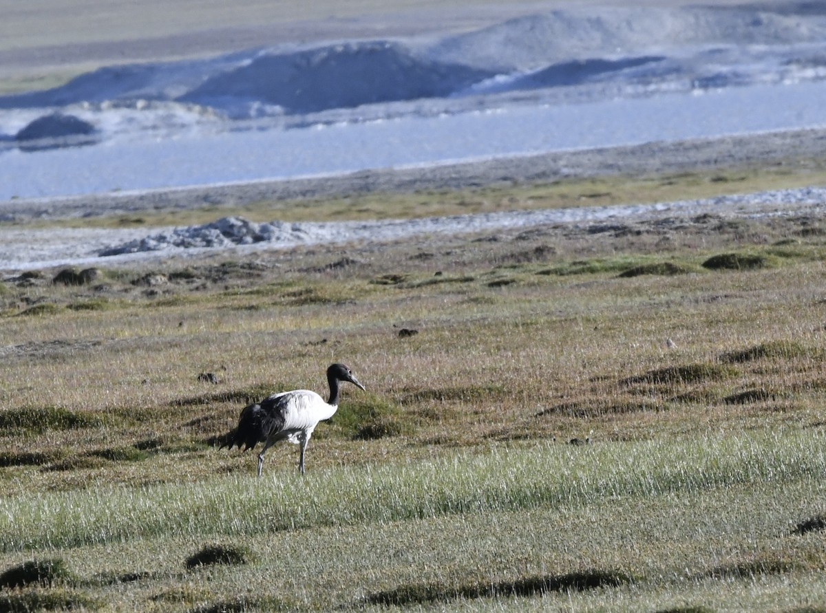 Black-necked Crane - ML591374561