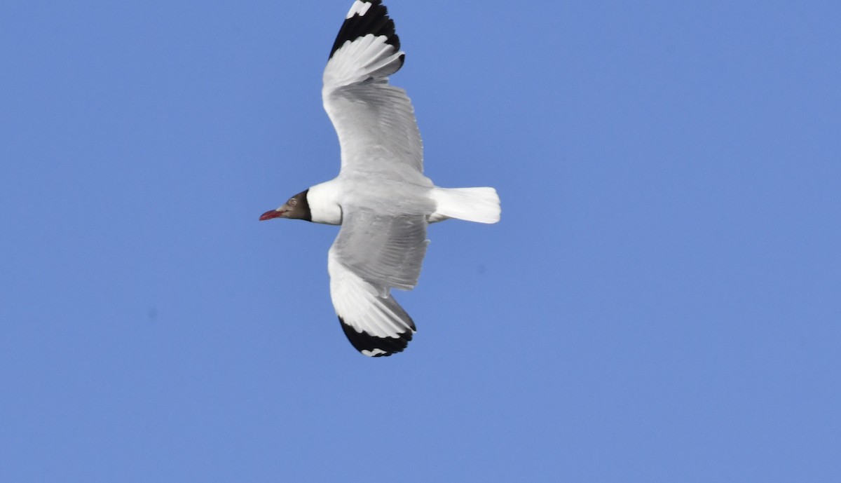 Brown-headed Gull - ML591374711