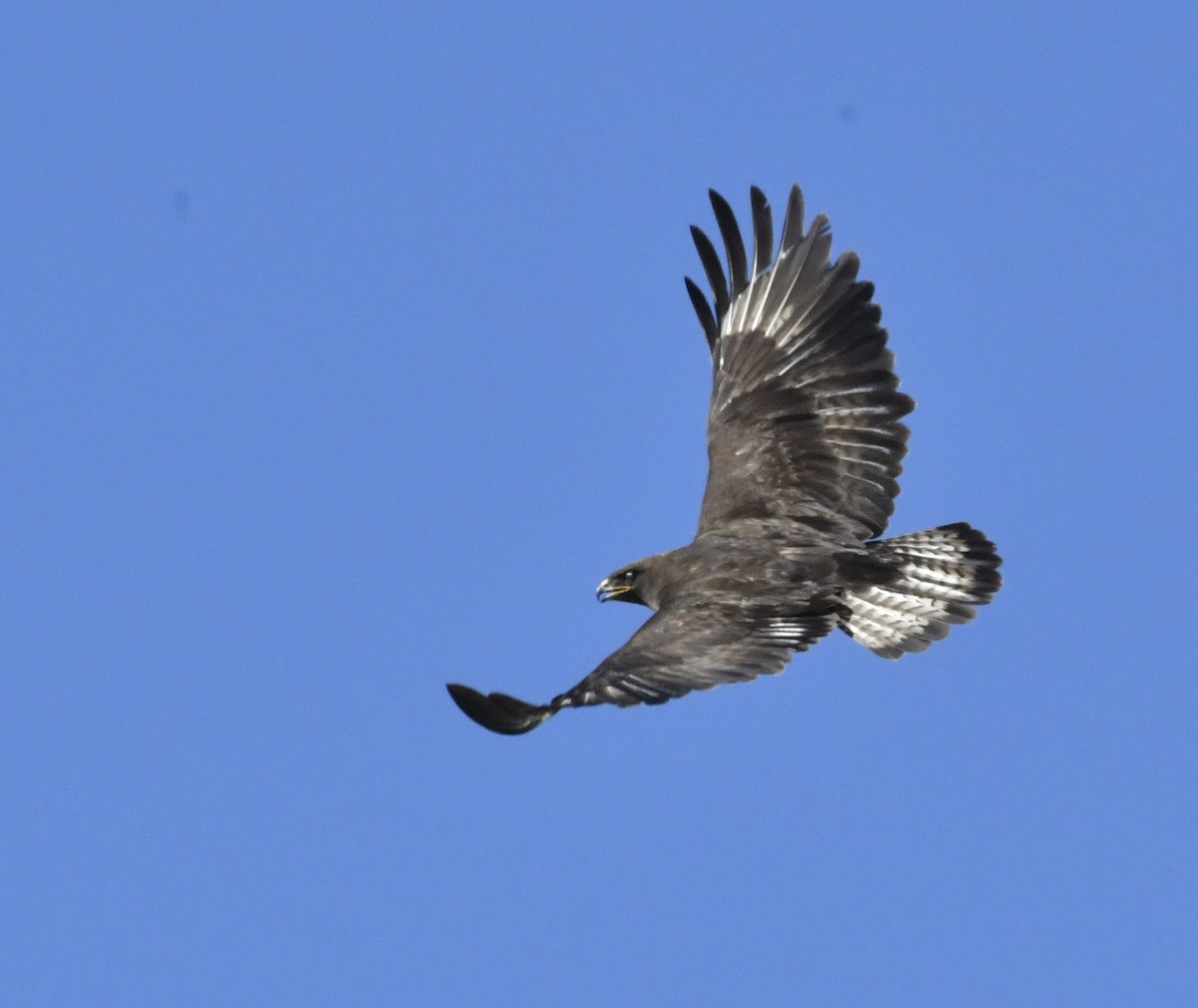 Upland Buzzard - ML591374831