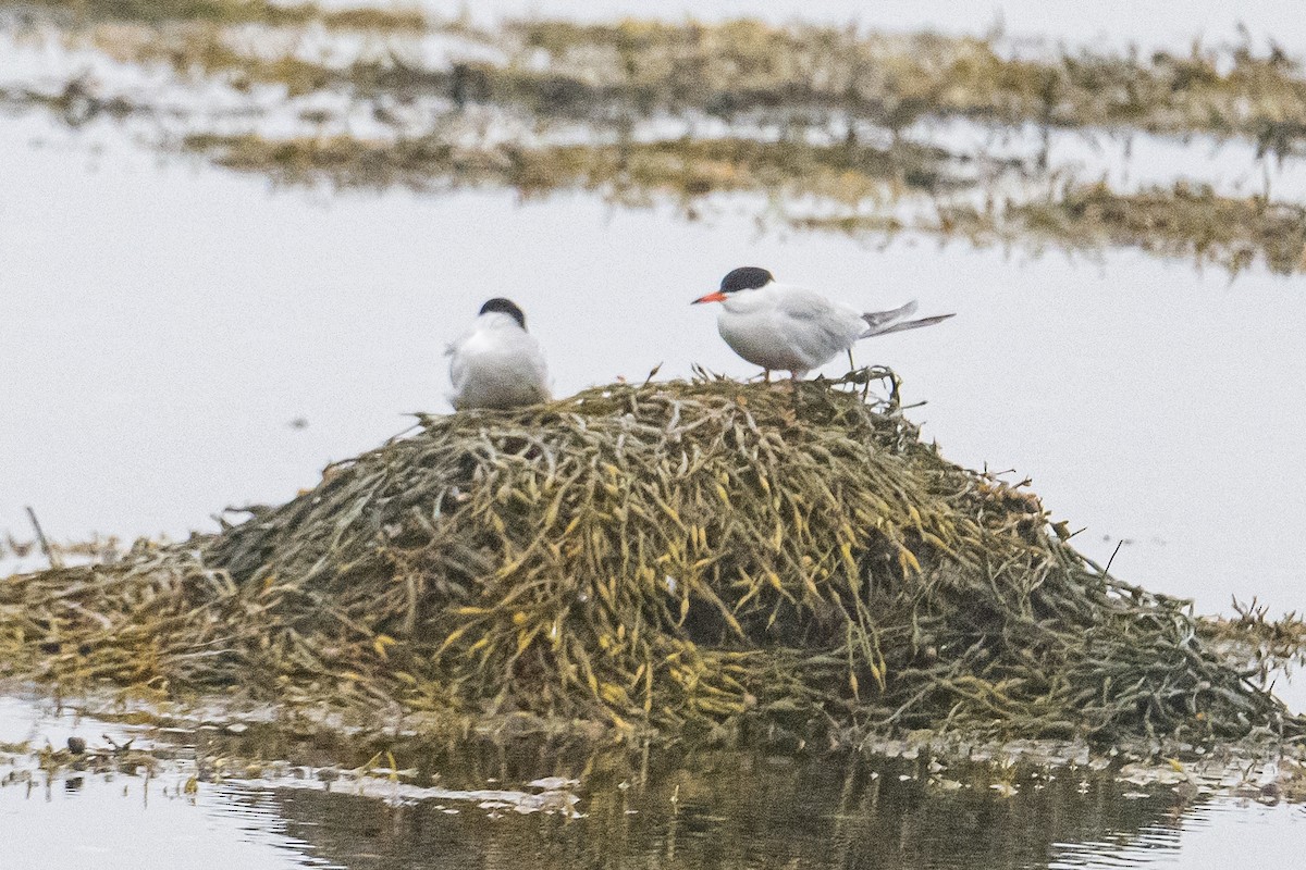 Common Tern - ML591375741