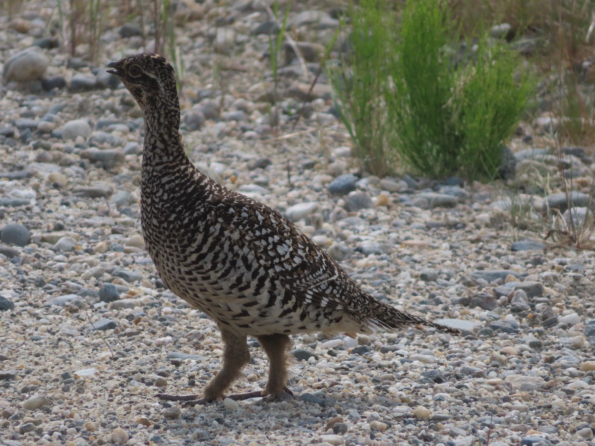 Sharp-tailed Grouse - ML591377281