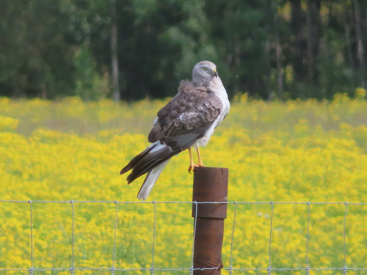 Northern Harrier - ML591377961