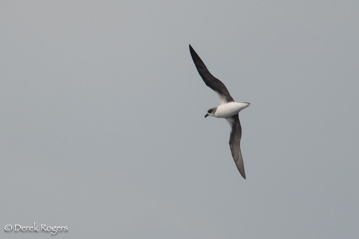 Fea's Petrel - ML59137821