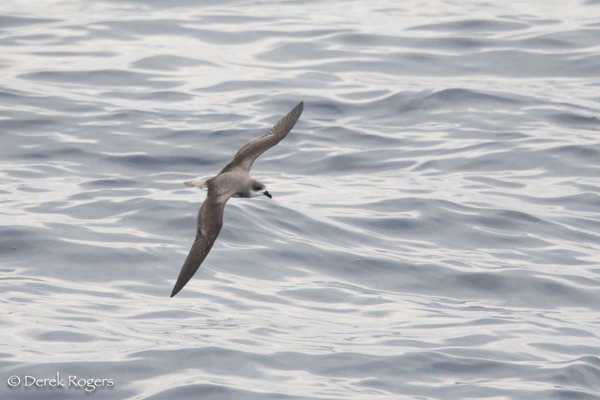 Fea's Petrel - ML59137831