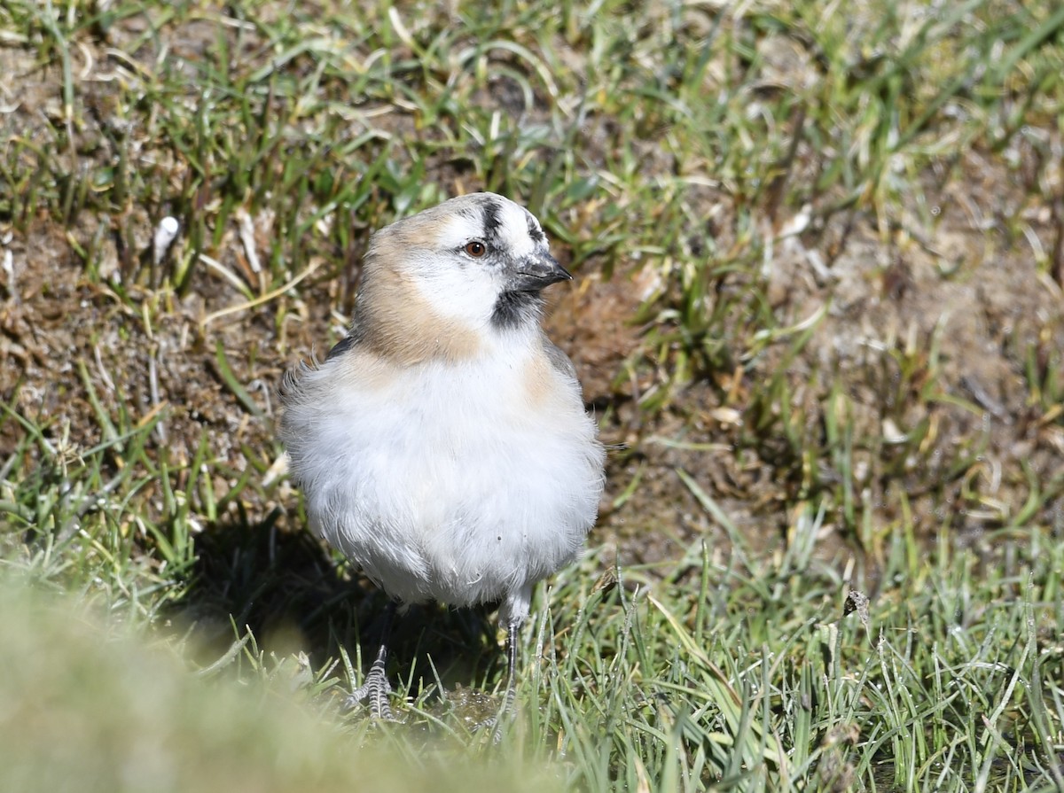 Blanford's Snowfinch - Ram Veer