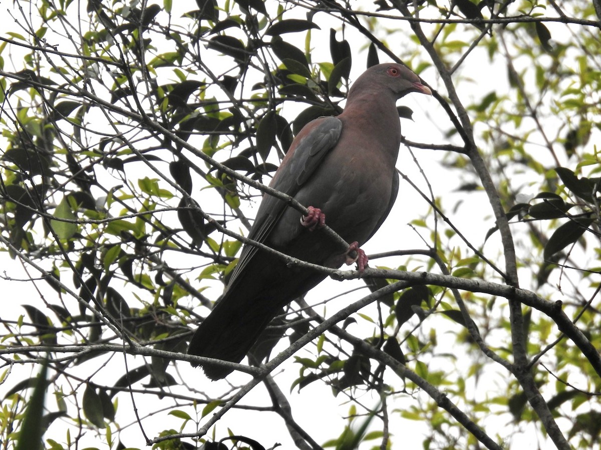 Pigeon à bec rouge - ML591378651