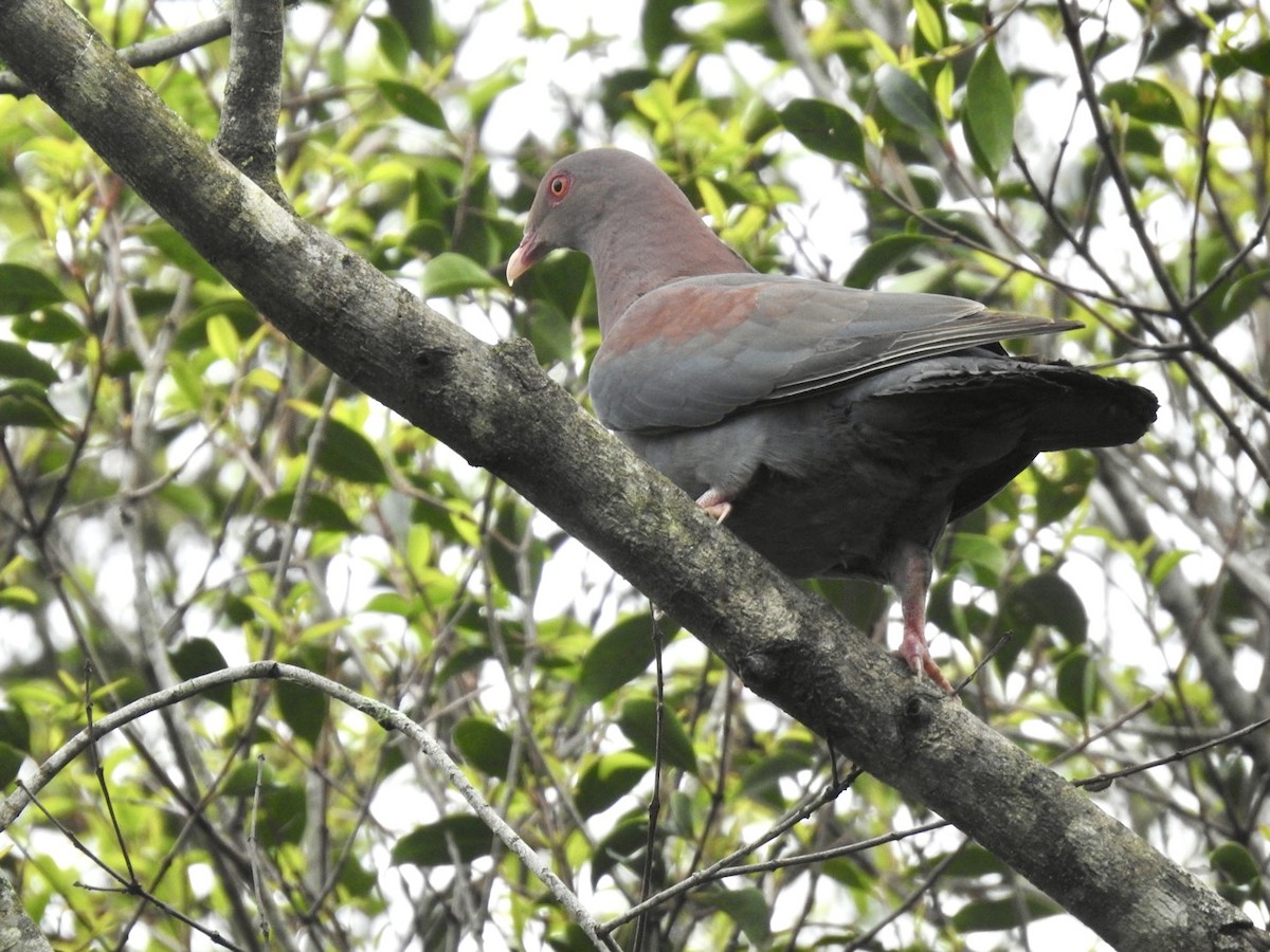 Pigeon à bec rouge - ML591378661