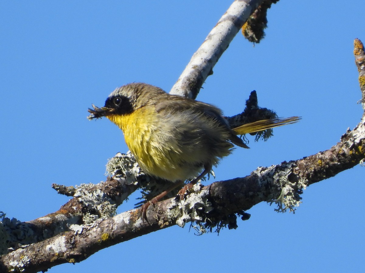 Common Yellowthroat - Diana Wahlstrom
