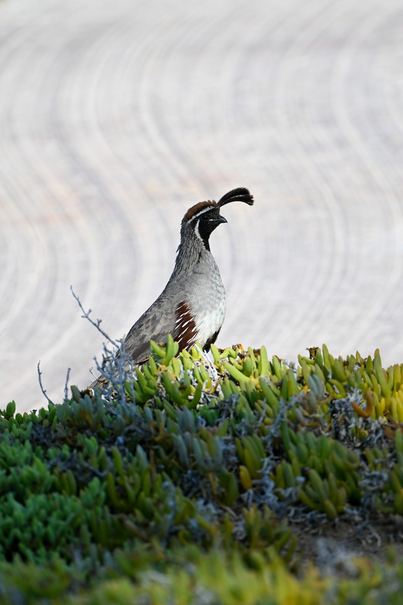 Gambel's Quail - Kenneth Franklin