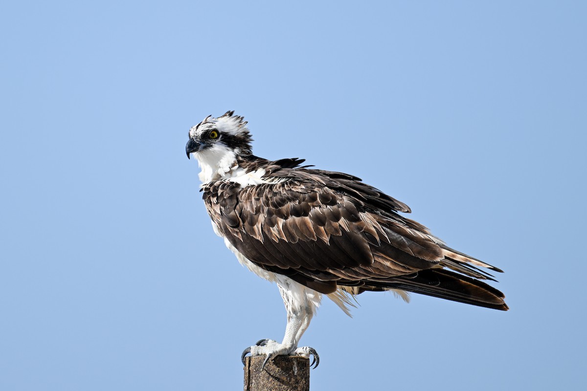 Osprey - ML591379511