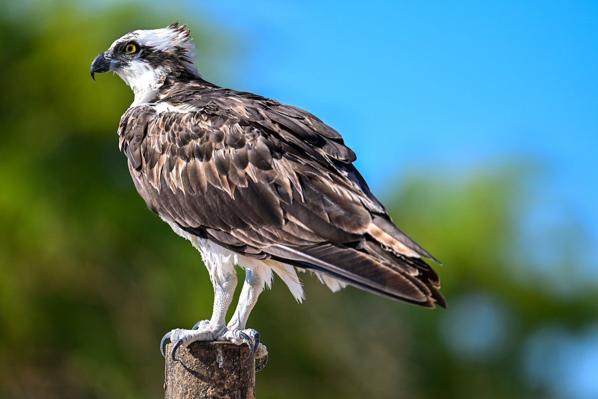 Osprey - ML591379521