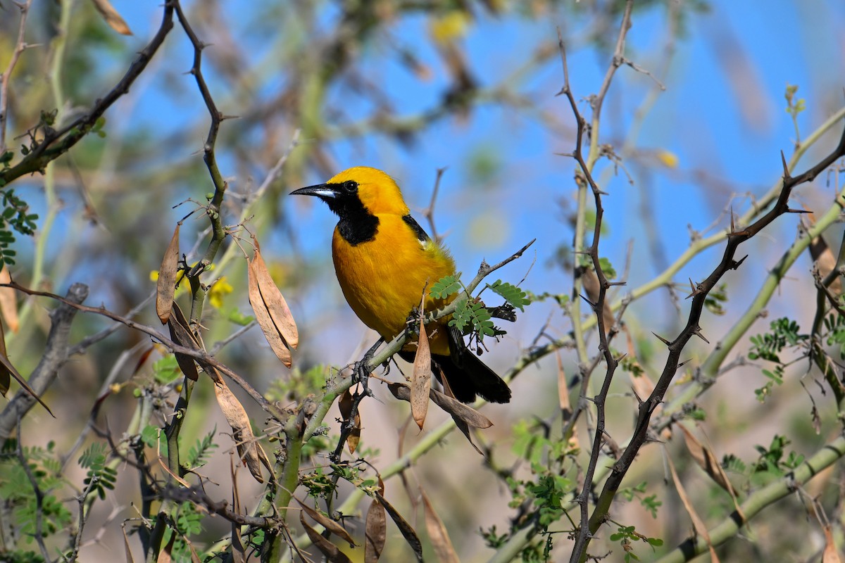 Hooded Oriole - Kenneth Franklin