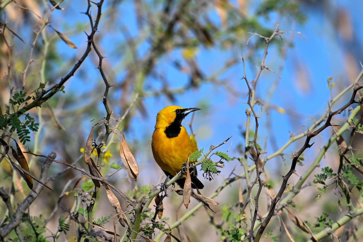 Hooded Oriole - Kenneth Franklin