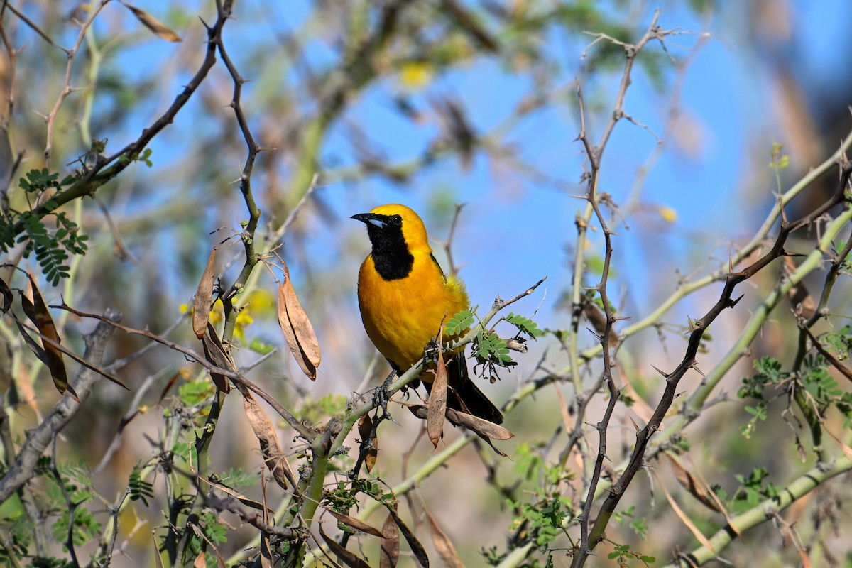 Hooded Oriole - Kenneth Franklin