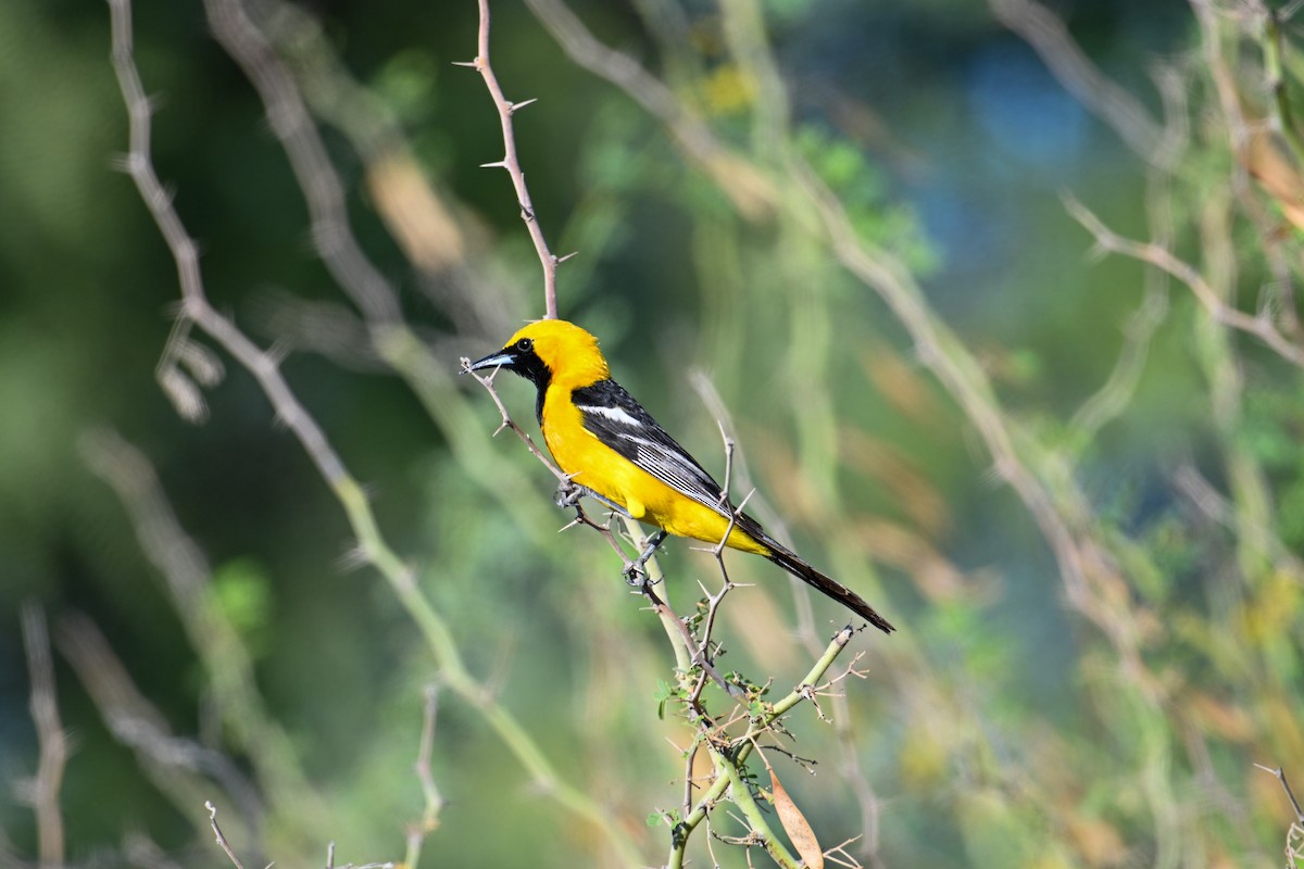 Hooded Oriole - Kenneth Franklin