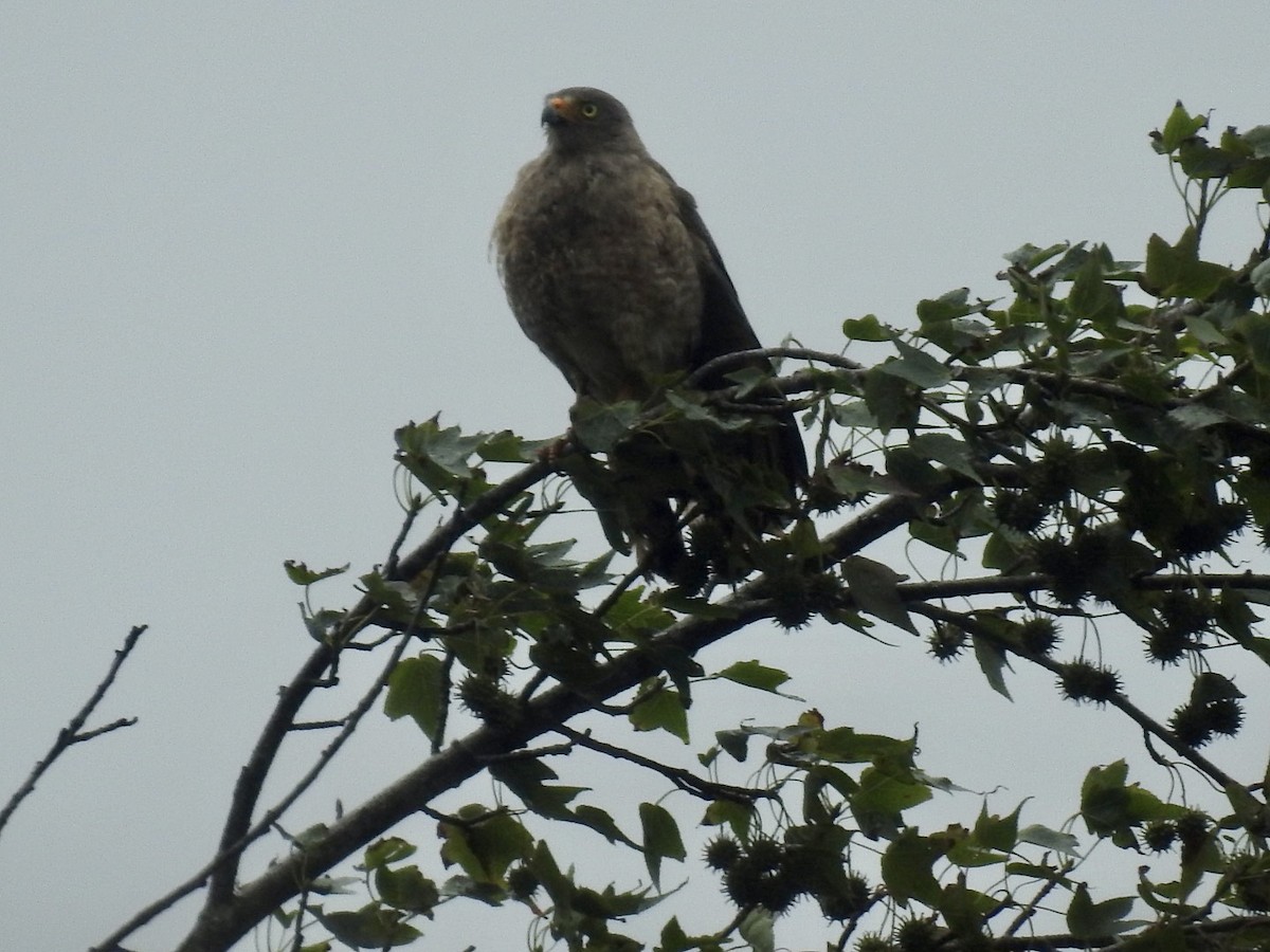 Roadside Hawk - Nick Odio