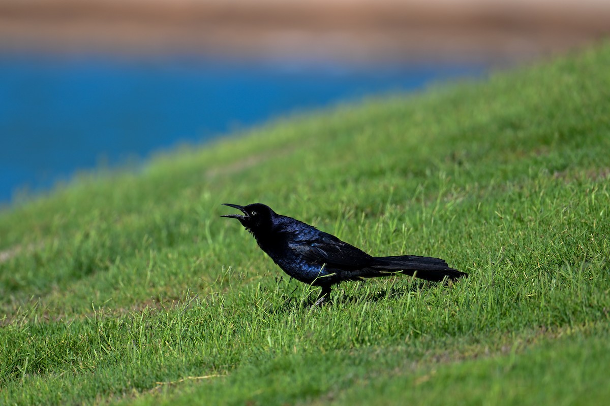 Great-tailed Grackle - Kenneth Franklin