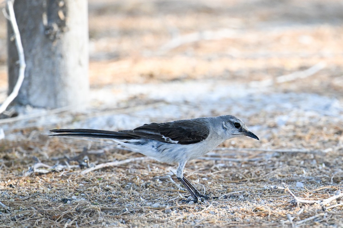 Northern Mockingbird - ML591380161