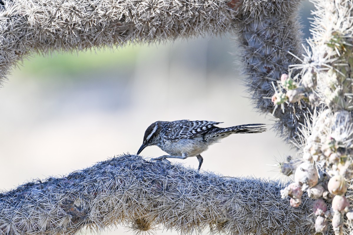 Cactus Wren - ML591380331