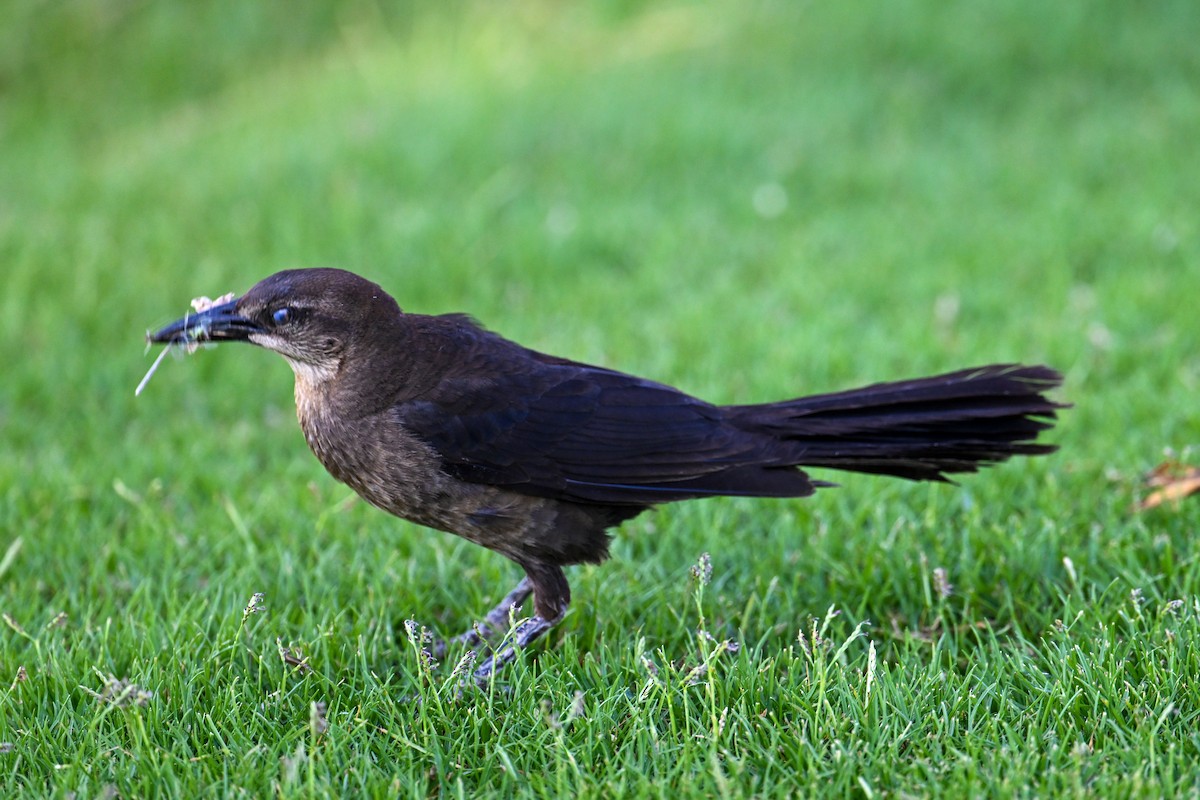 Great-tailed Grackle - Kenneth Franklin