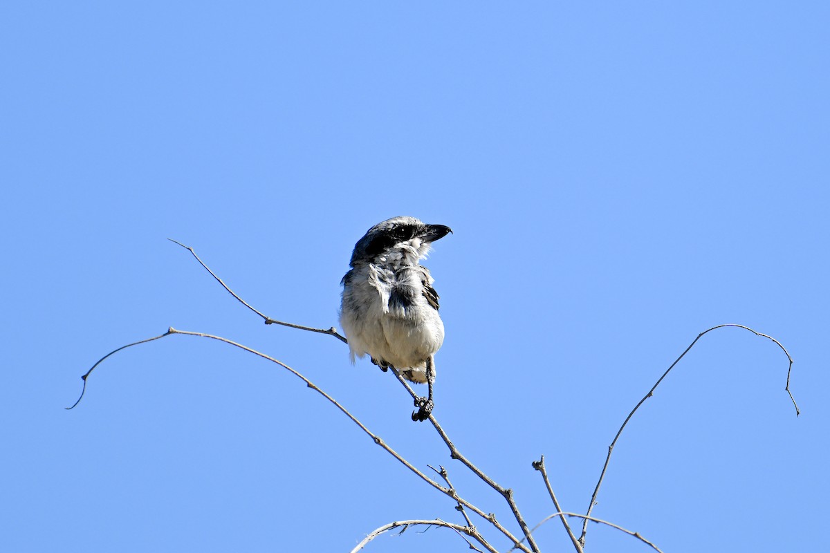 Loggerhead Shrike - ML591380591