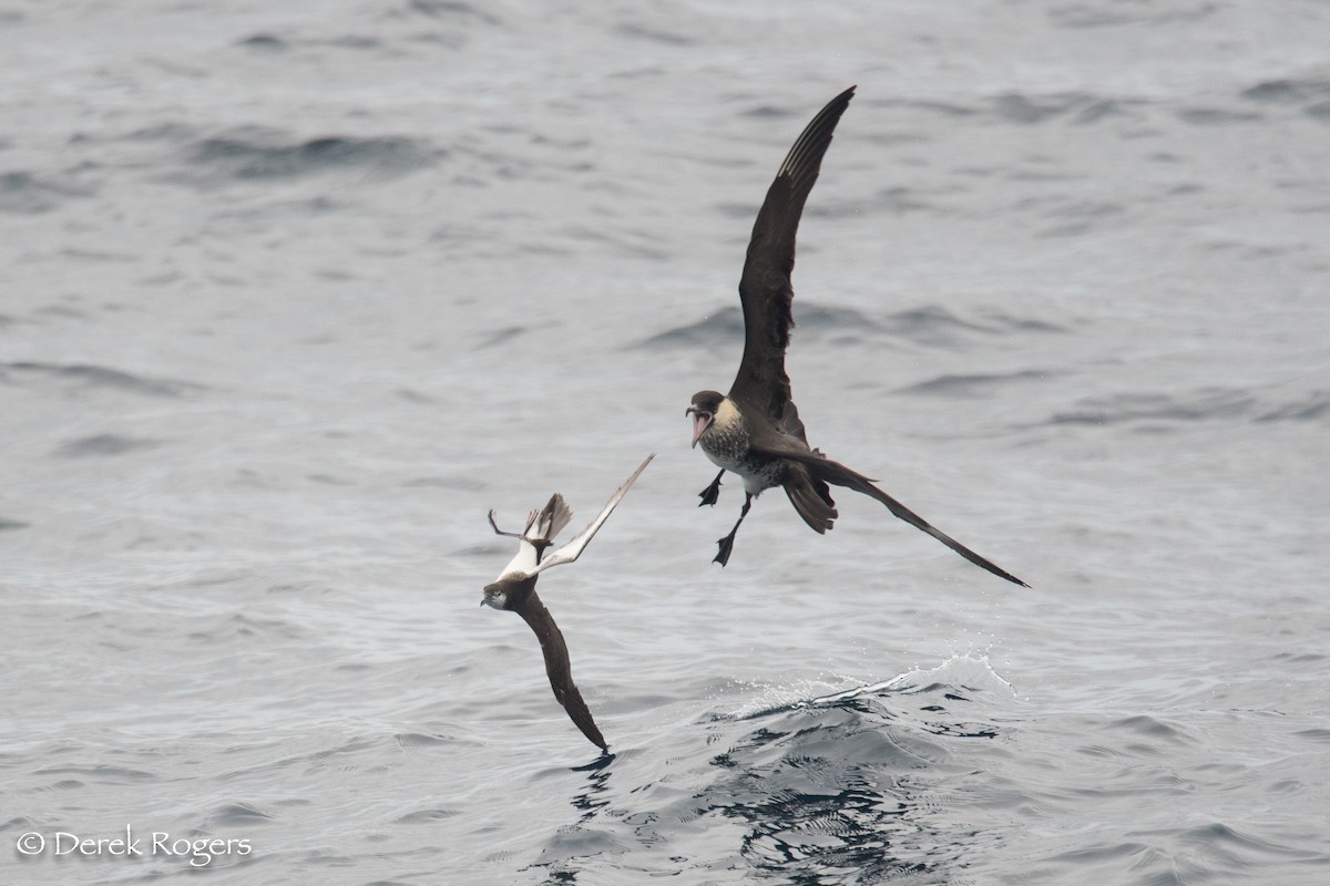 Pomarine Jaeger - Derek Rogers