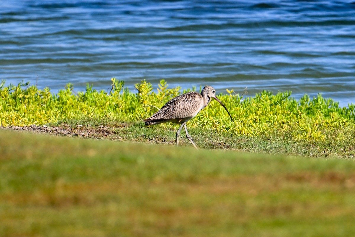 Long-billed Curlew - ML591380951