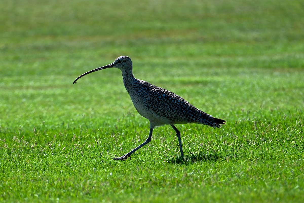 Long-billed Curlew - ML591380961