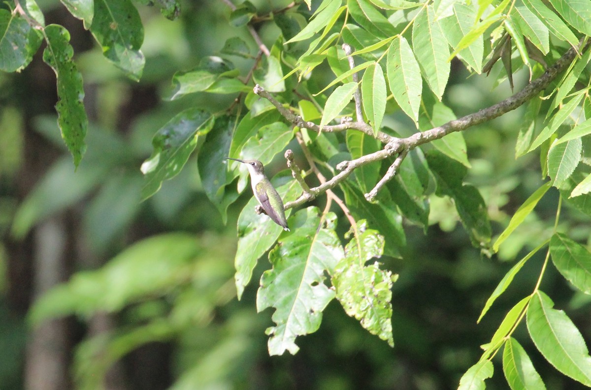 Ruby-throated Hummingbird - ML591381431
