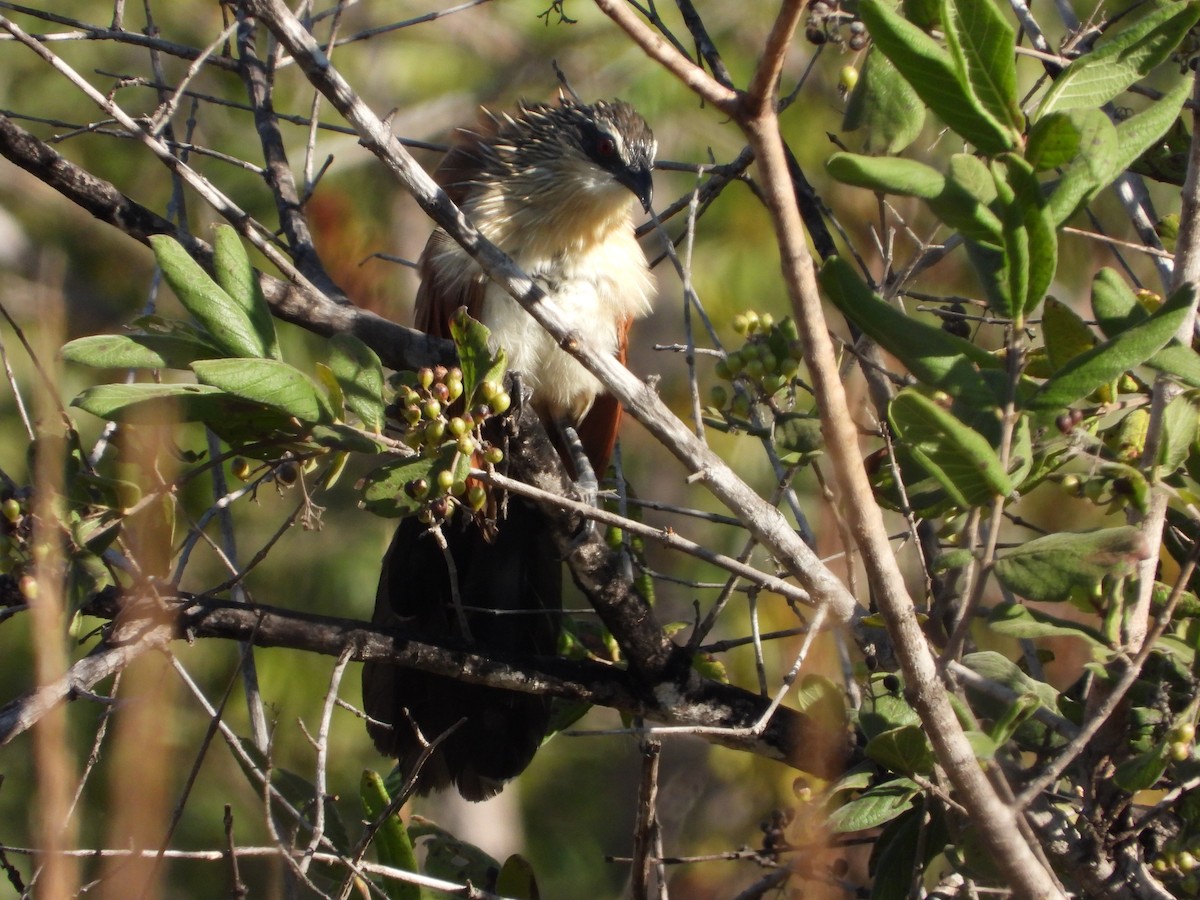 Coucal à sourcils blancs - ML591381511