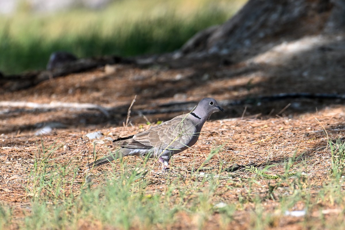 Eurasian Collared-Dove - ML591381891