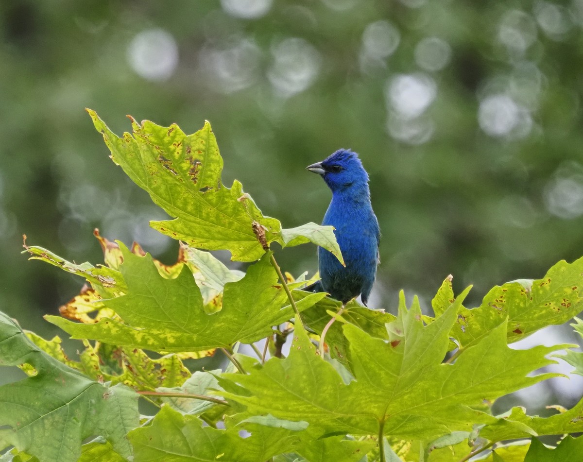 Indigo Bunting - Paul Fox