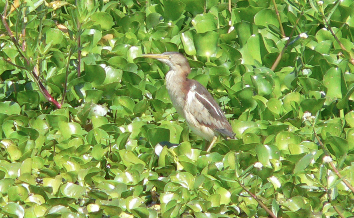 Least Bittern - ML591382761