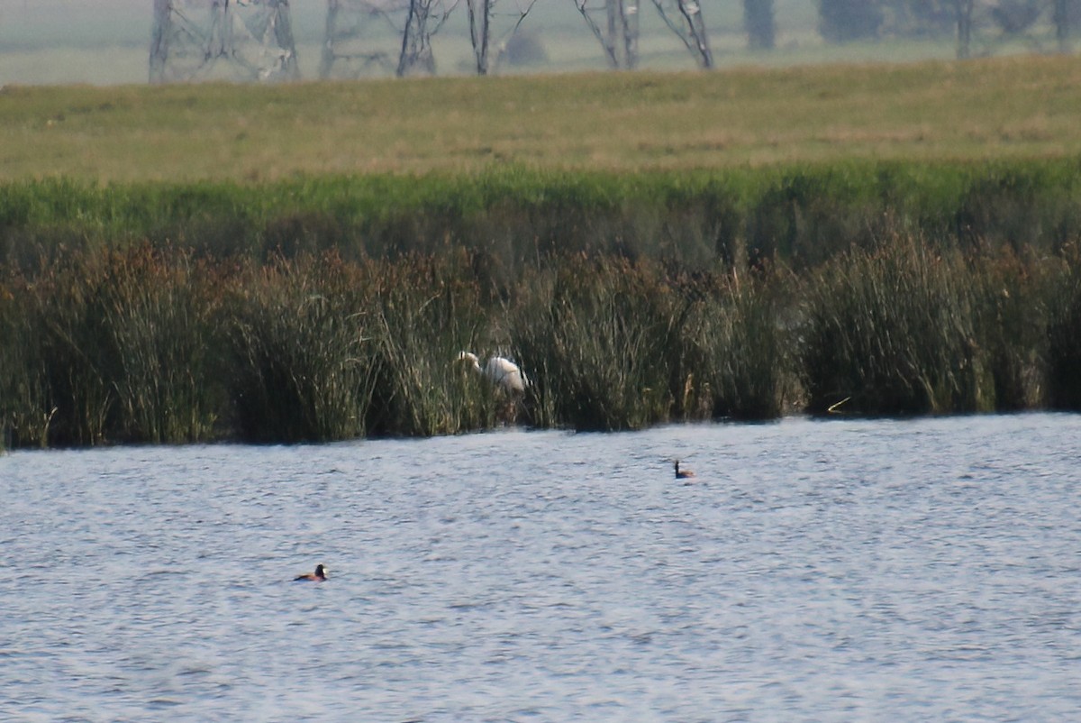 Great Egret - ML591382971