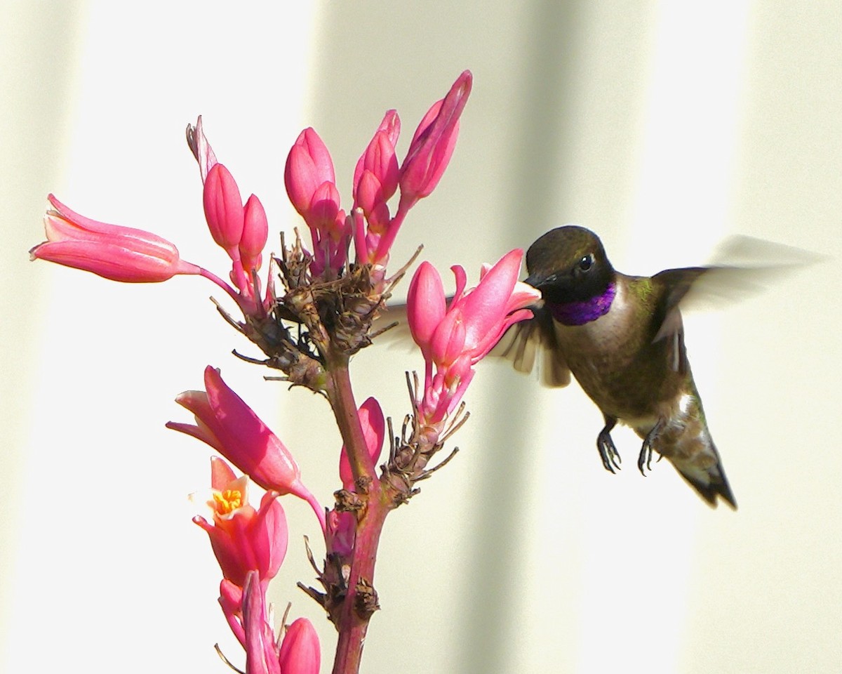 Colibri à gorge noire - ML591383041