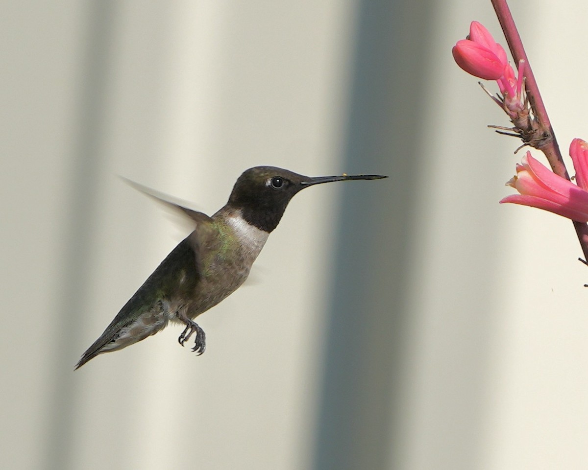 Black-chinned Hummingbird - ML591383131