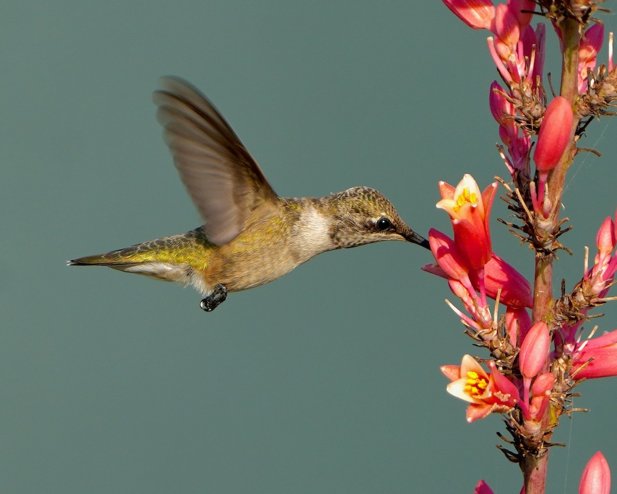 Black-chinned Hummingbird - ML591383221