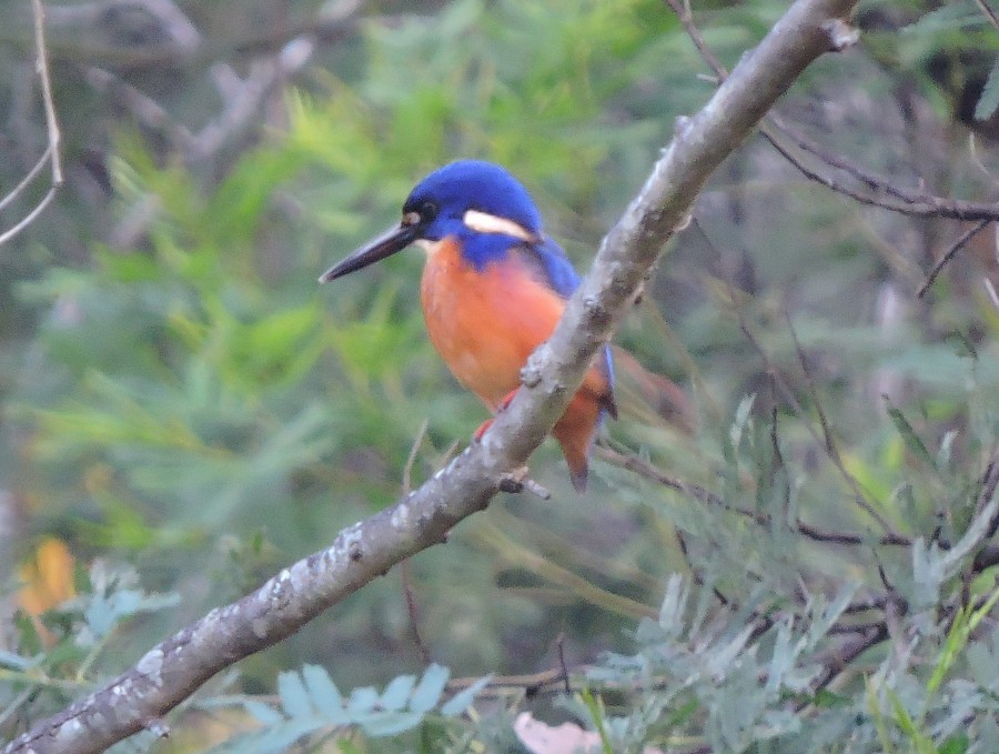 Azure Kingfisher - ML59138331