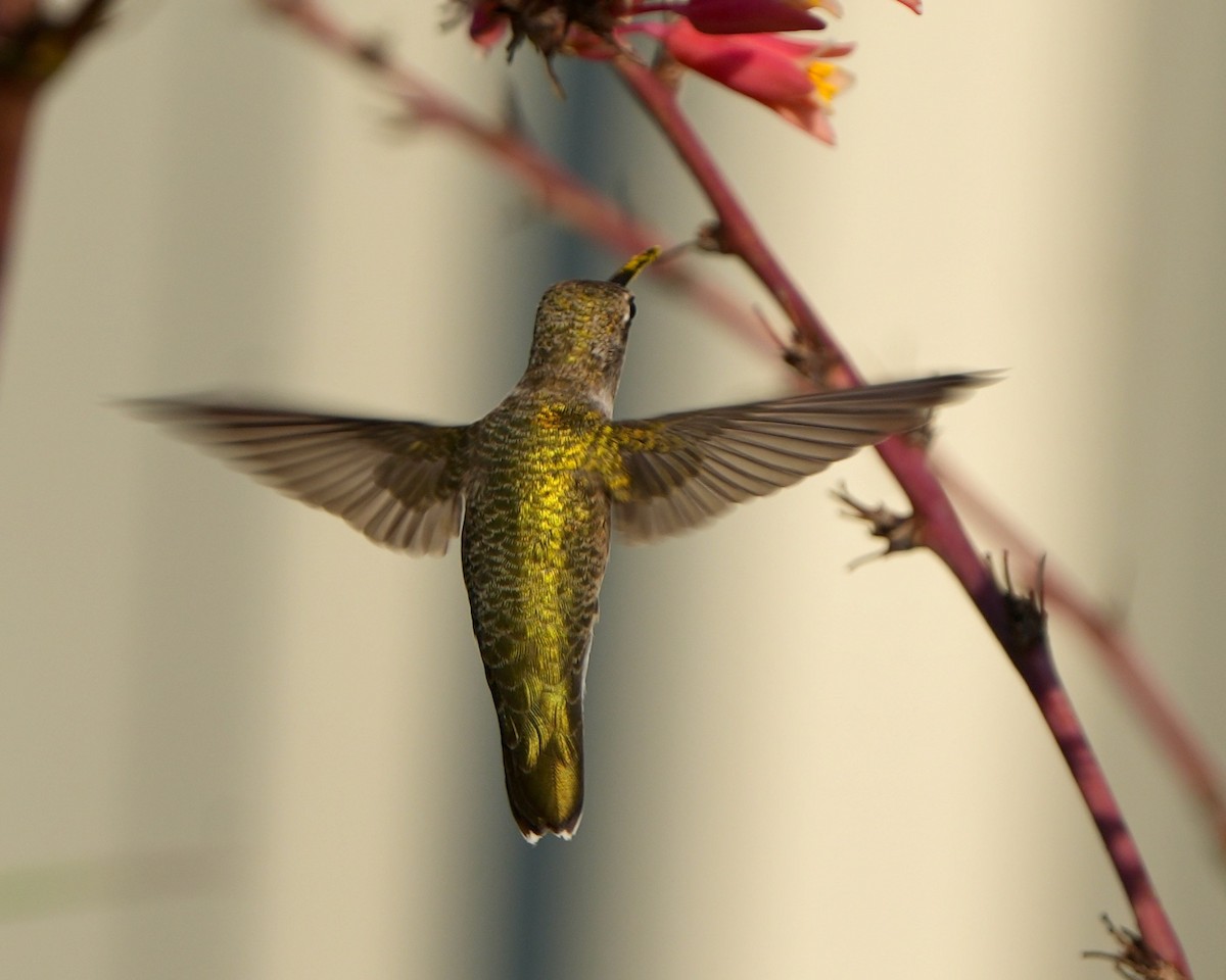 Black-chinned Hummingbird - ML591383701
