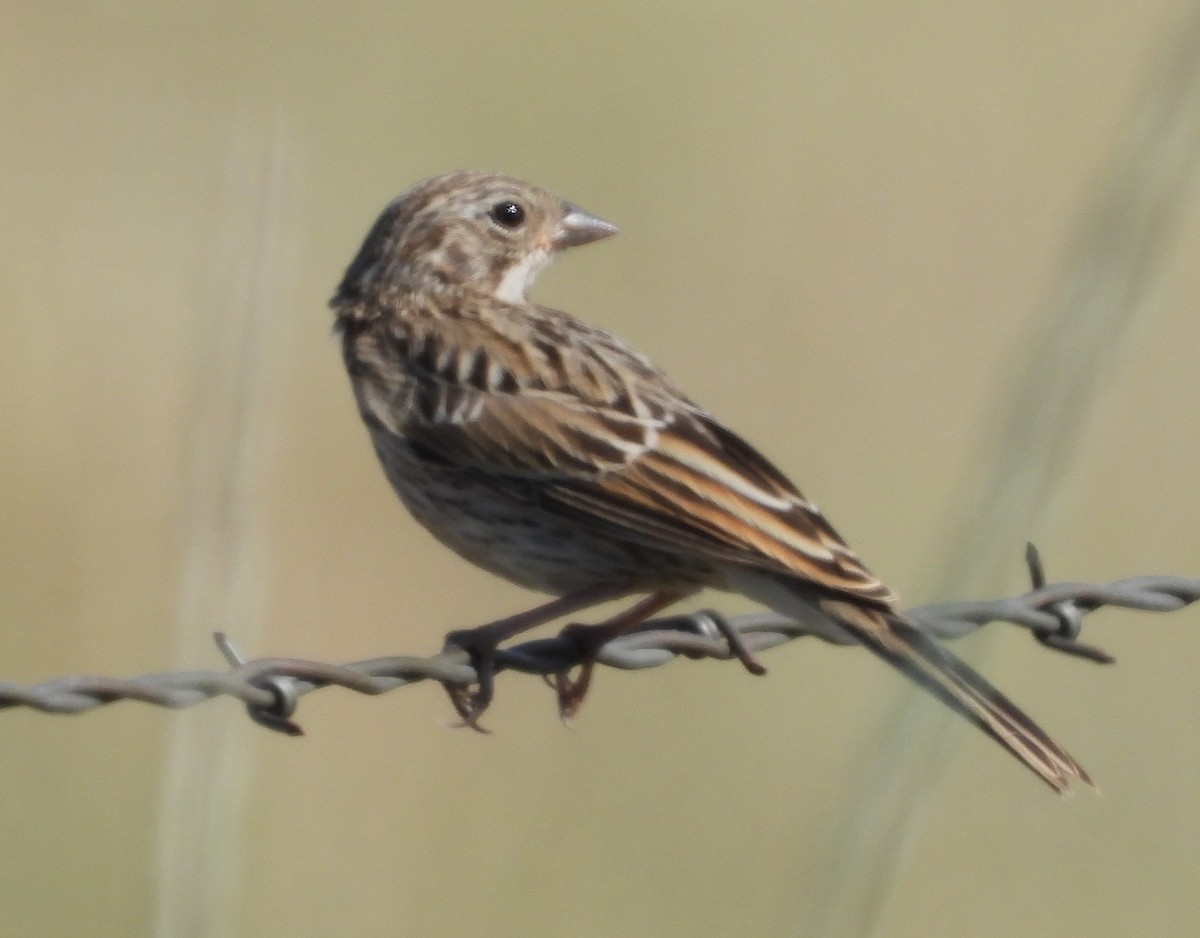 Brewer's Sparrow - ML591384051