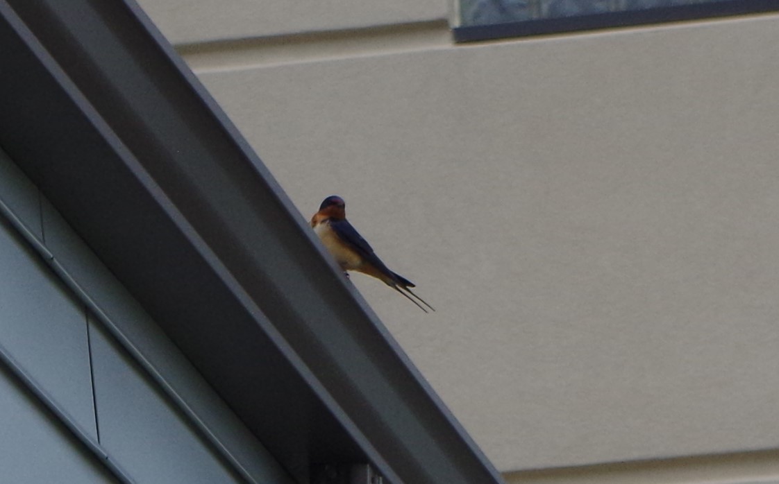 Barn Swallow - ML591384121