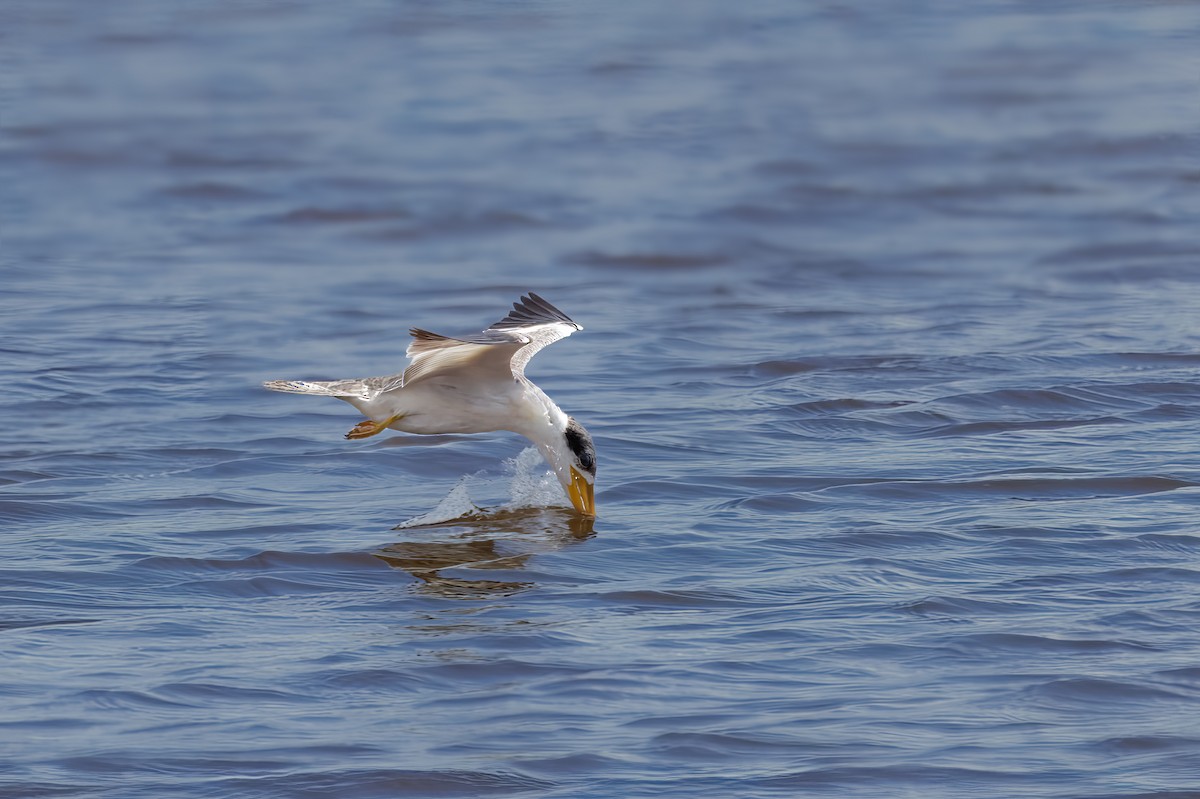 Large-billed Tern - ML591385201