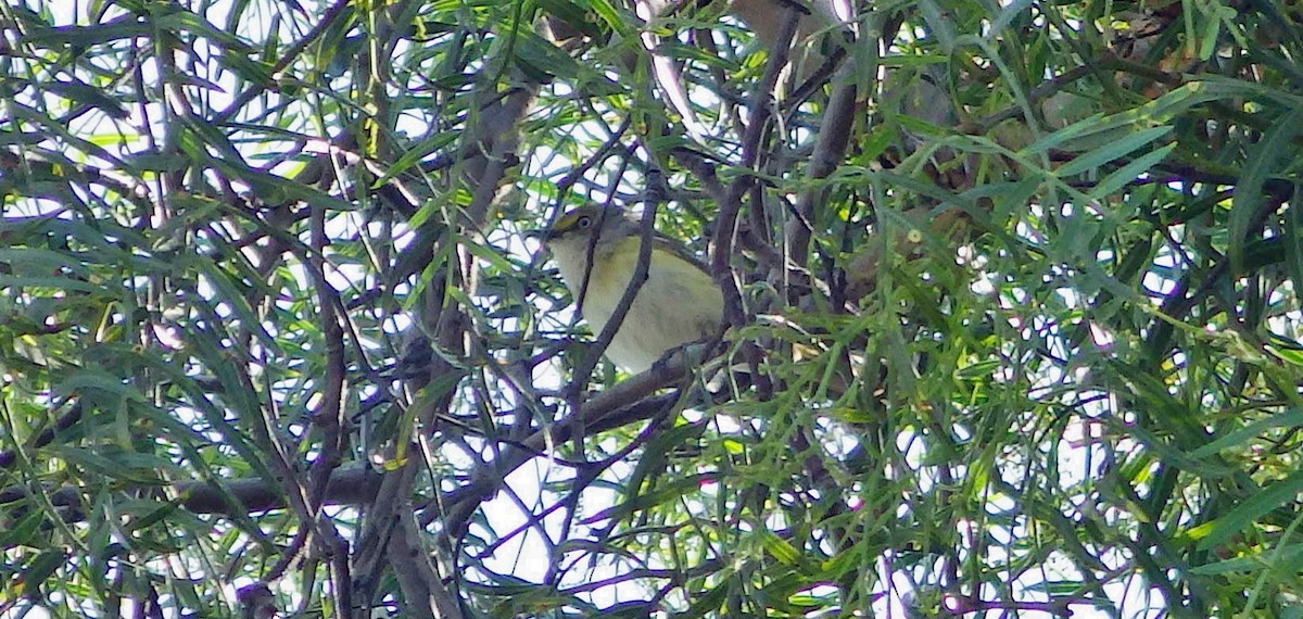 zelenáček bělooký - ML59138711