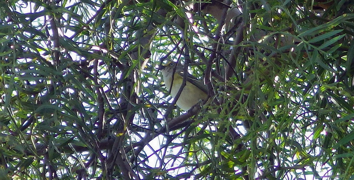 zelenáček bělooký - ML59138721