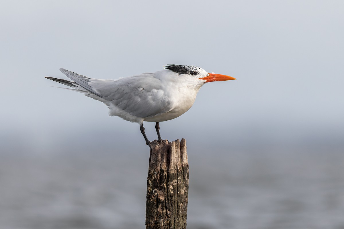 Royal Tern - Federico Rubio